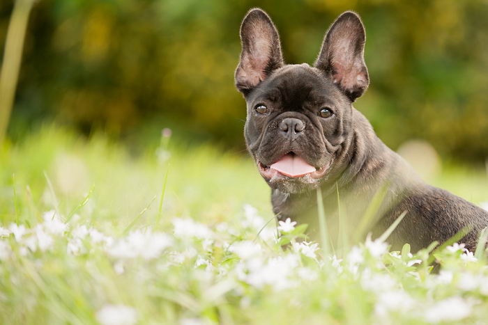 Французский бульдог (French Bulldog)