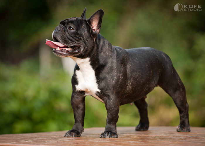 Французский бульдог (French Bulldog)