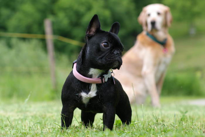 Французский бульдог (French Bulldog)