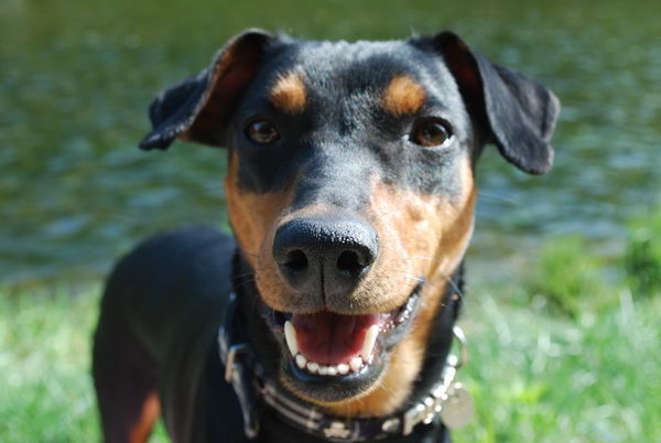 Немецкий пинчер (German (Deutscher) Pinscher