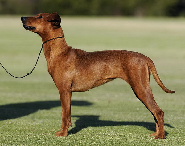 Немецкий пинчер (German (Deutscher) Pinscher