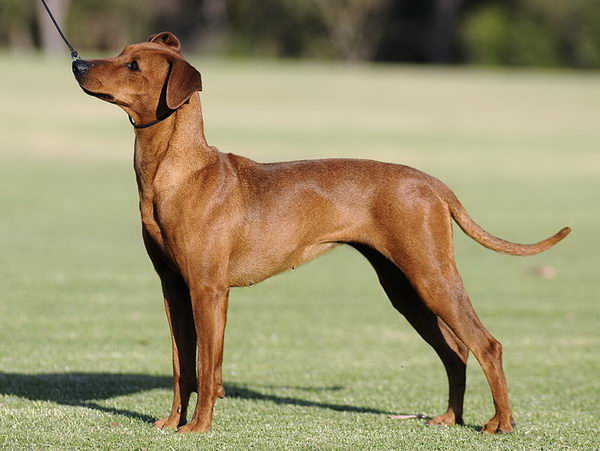 Немецкий пинчер (German (Deutscher) Pinscher