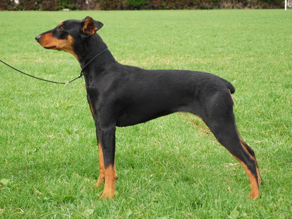 Немецкий пинчер (German (Deutscher) Pinscher