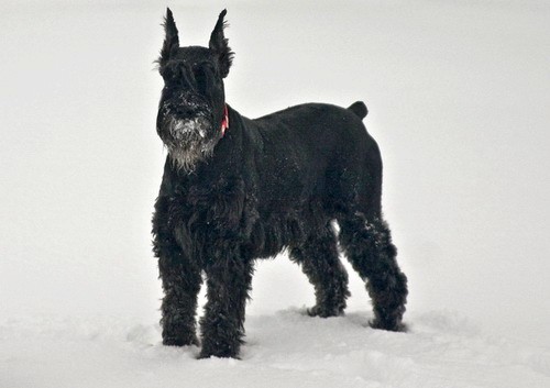 Порода собак Ризеншнауцер (Giant Schnauzer) - описание, характеристики