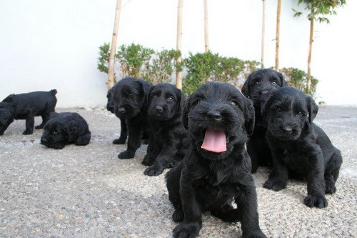 Порода собак Ризеншнауцер (Giant Schnauzer) - описание, характеристики - щенки