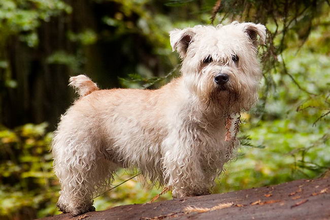 Глен-оф-Имаал терьер (Glen of Imaal Terrier)