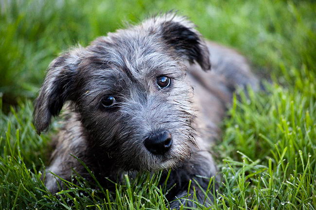 Глен-оф-Имаал терьер (Glen of Imaal Terrier)