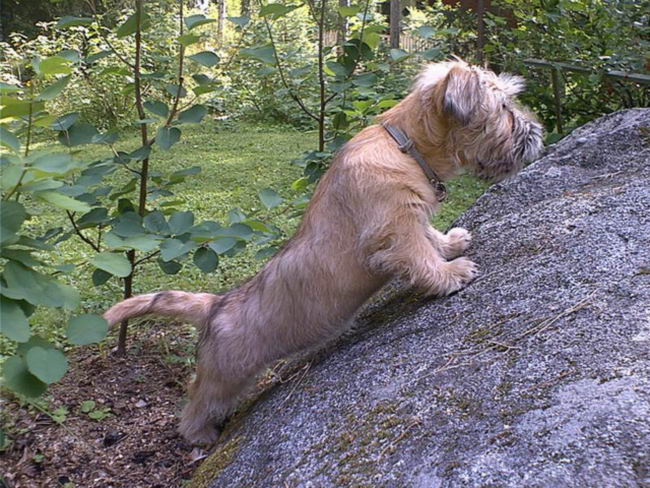 Глен-оф-Имаал терьер (Glen of Imaal Terrier)