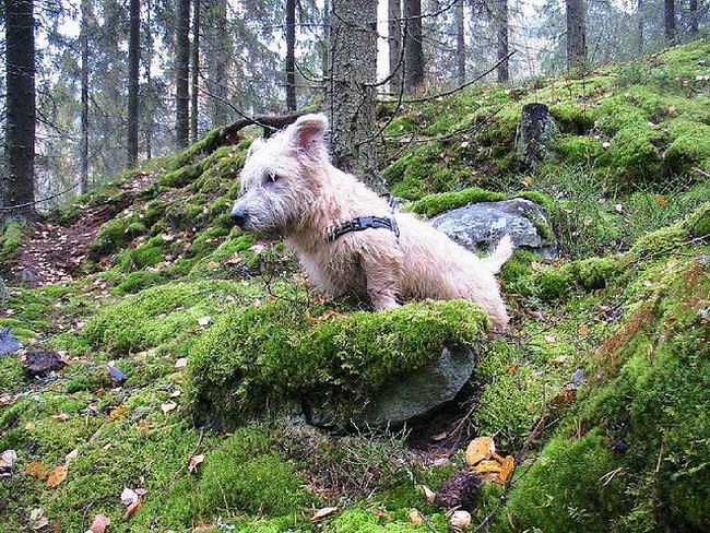 Глен-оф-Имаал терьер (Glen of Imaal Terrier)