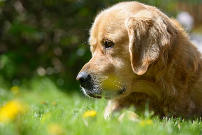 Золотистый ретривер (Golden Retriever)