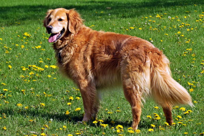 Золотистый ретривер (Golden Retriever)