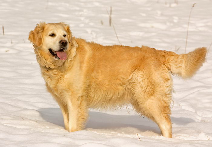 Золотистый ретривер (Golden Retriever)