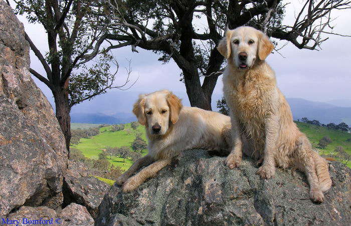 Золотистый ретривер (Golden Retriever)