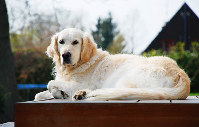 Золотистый ретривер (Golden Retriever)