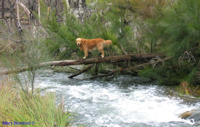 Золотистый ретривер (Golden Retriever)