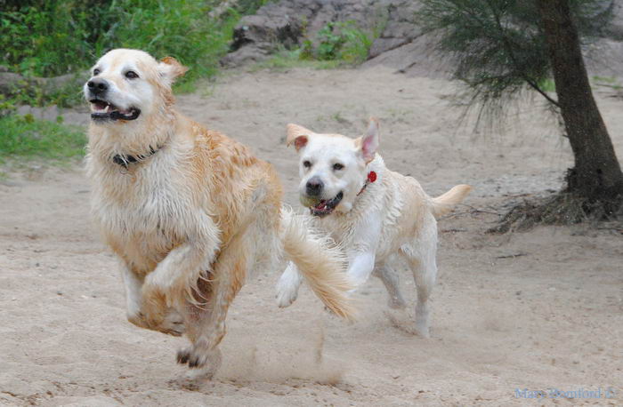 Золотистый ретривер (Golden Retriever)