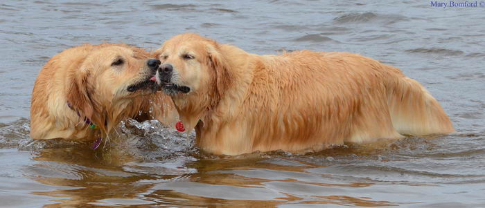 Золотистый ретривер (Golden Retriever)