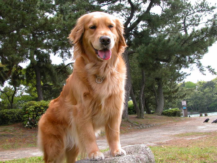 Золотистый ретривер (Golden Retriever)