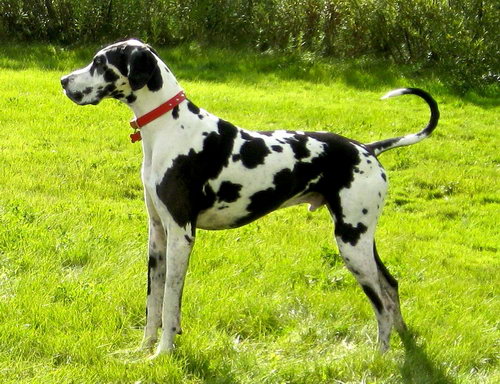 Немецкий дог (Great Dane)