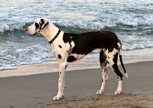 Немецкий дог (Great Dane)