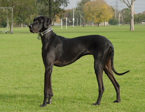 Немецкий дог (Great Dane)