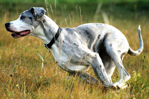 Немецкий дог (Great Dane)