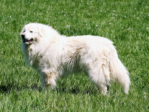 Порода редких собак Пиренейская горная собака (Great Pyrenees)