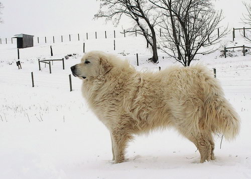 Порода редких собак Пиренейская горная собака (Great Pyrenees)