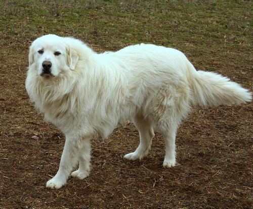 Порода редких собак Пиренейская горная собака (Great Pyrenees)