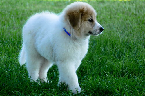 Порода редких собак Пиренейская горная собака (Great Pyrenees) - щенок