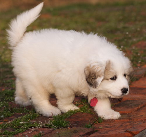 Порода редких собак Пиренейская горная собака (Great Pyrenees) - щенок