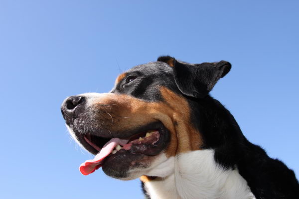 Большой швейцарский зенненхунд (Great Swiss Mountain Dog)