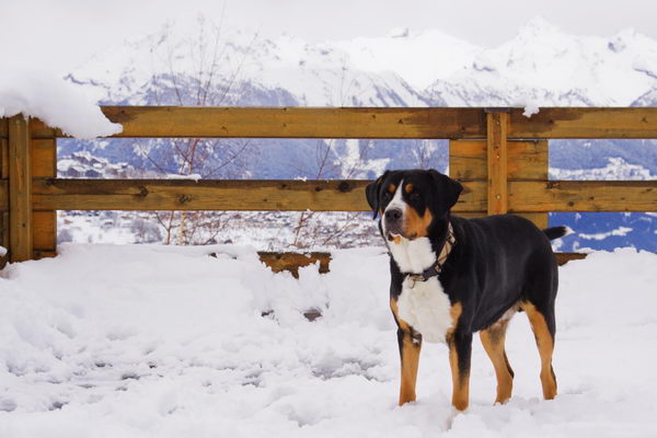 Большой швейцарский зенненхунд (Great Swiss Mountain Dog)