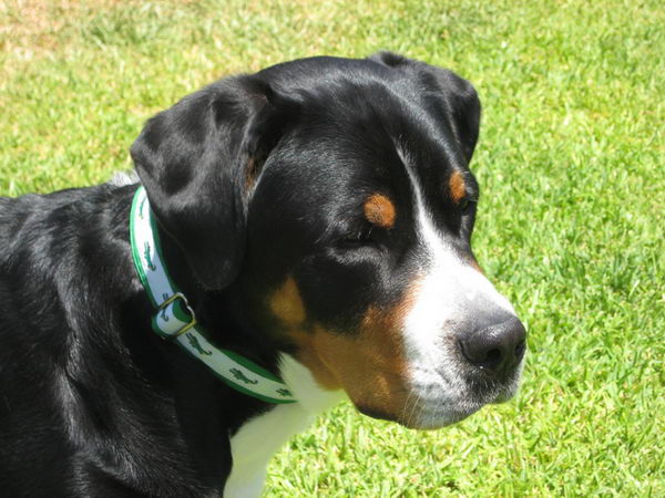 Большой швейцарский зенненхунд (Great Swiss Mountain Dog)