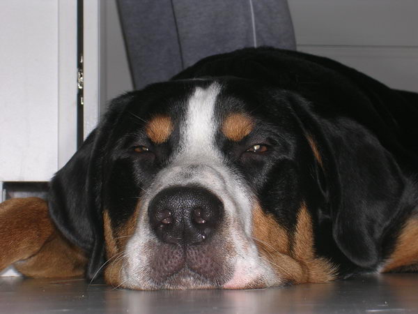 Большой швейцарский зенненхунд (Great Swiss Mountain Dog)