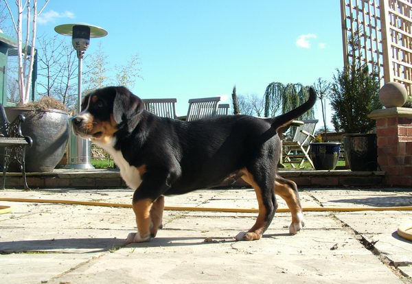 Большой швейцарский зенненхунд (Great Swiss Mountain Dog)