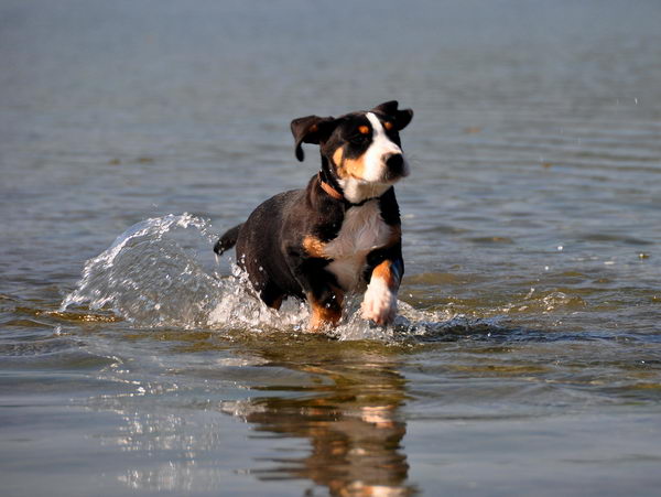 Большой швейцарский зенненхунд (Great Swiss Mountain Dog)