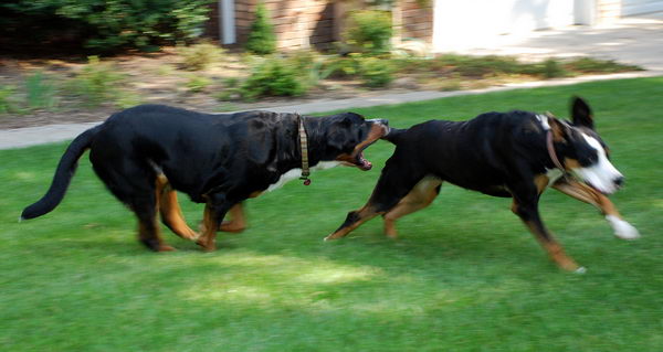 Большой швейцарский зенненхунд (Great Swiss Mountain Dog)