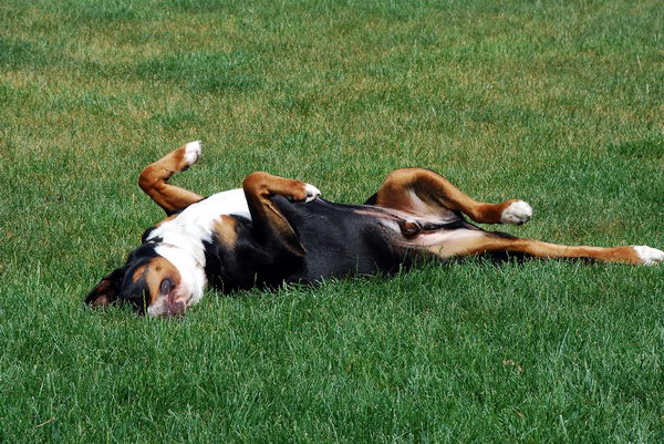 Большой швейцарский зенненхунд (Great Swiss Mountain Dog)