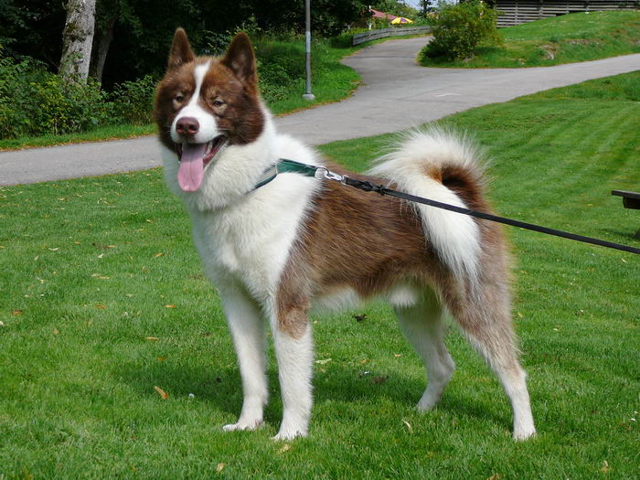 Гренландская собака, гренландхаунд (Greenland Dog, Grønlandshund)