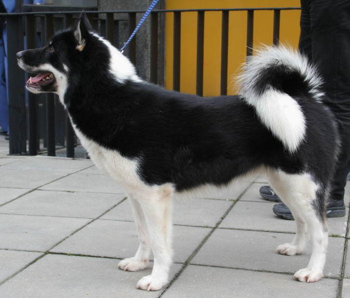 Гренландская собака, гренландхаунд (Greenland Dog, Grønlandshund)