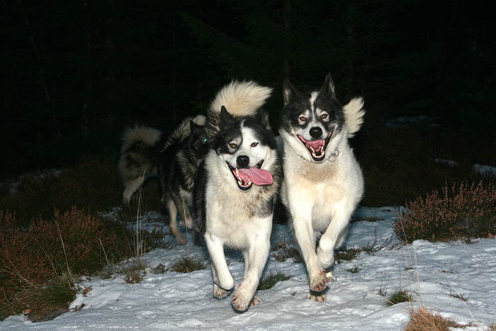 Гренландская собака, гренландхаунд (Greenland Dog, Grønlandshund)