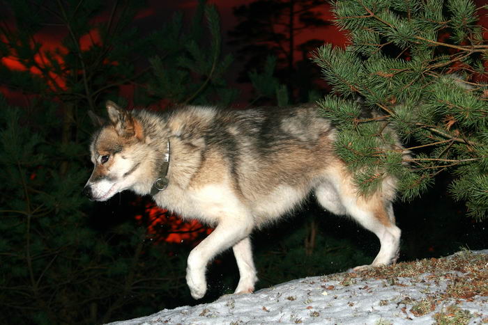 Гренландская собака, гренландхаунд (Greenland Dog, Grønlandshund)