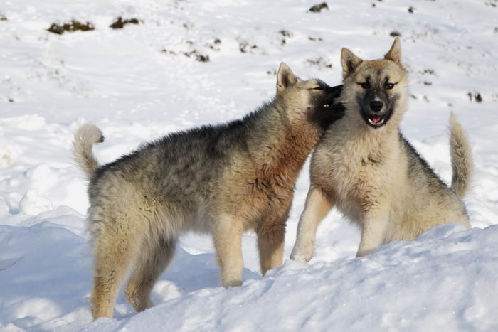 Гренландская собака, гренландхаунд (Greenland Dog, Grønlandshund)