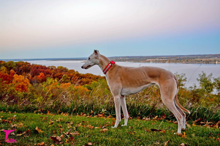 Грейхаунд (Greyhound)