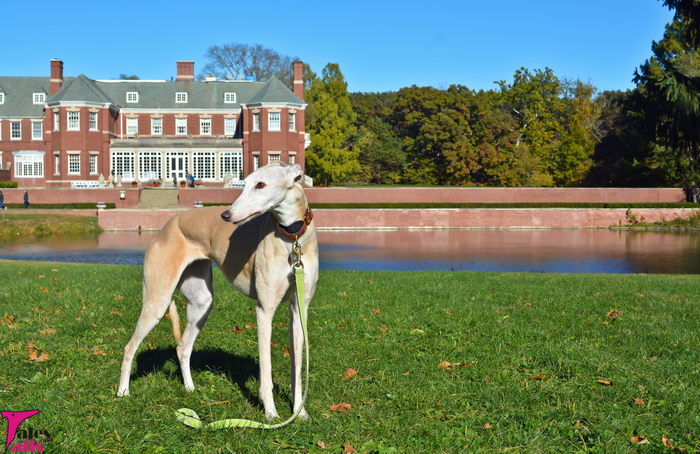 Грейхаунд (Greyhound)