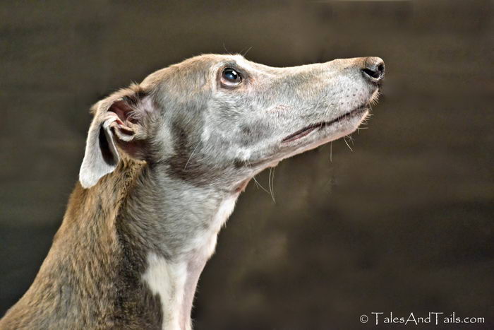 Грейхаунд (Greyhound)