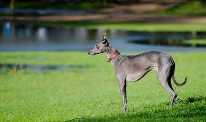 Грейхаунд (Greyhound)