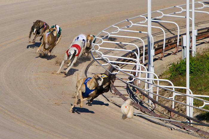 Грейхаунд (Greyhound)