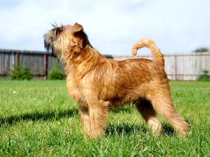 Гриффон брюссельский (Griffon bruxellois)